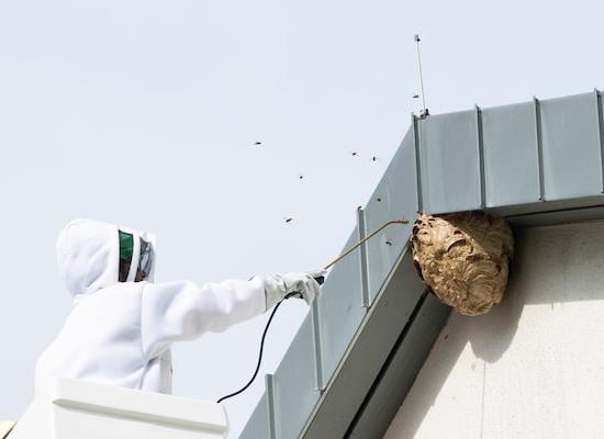 frelon-asiatique-expert-ootravaux