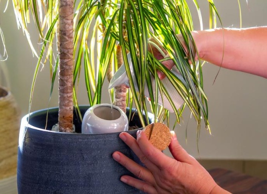 oyas-plante-ootravaux