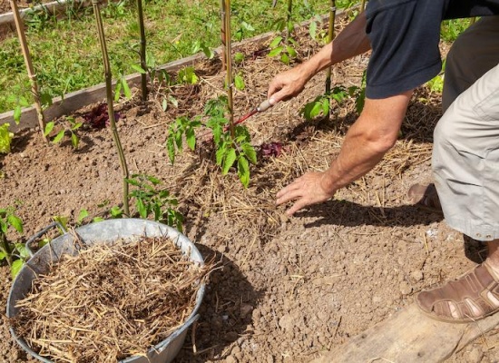 paillage-plantes-ootravaux