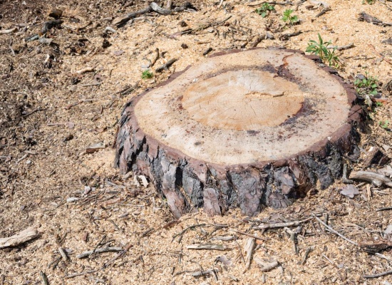 Les meilleures techniques pour enlever ou détruire une souche d'arbre