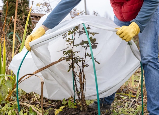 Plante recouverte pour l'hiver dans le jardin.