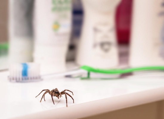 Araignée salle de bain