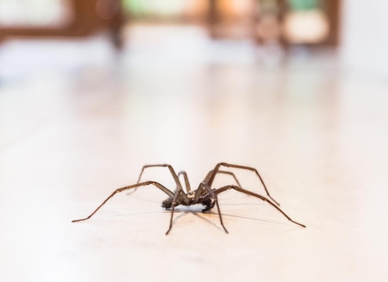 Araignée sur carrelage
