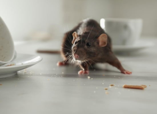 rat-sur-table
