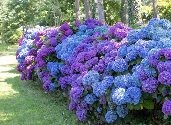 Hortensias-pelouse