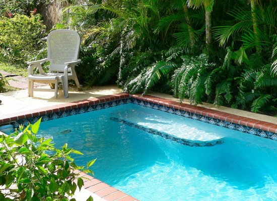 Arbres au bord d'une piscine.