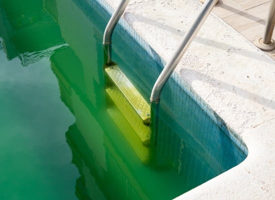 piscine eau verte