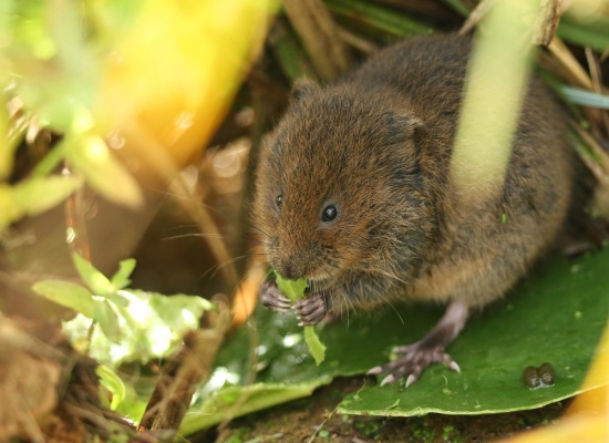 rat-taupier-grignote-feuille