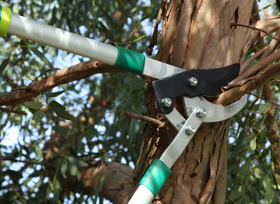 secateur coupe une branche d'arbre