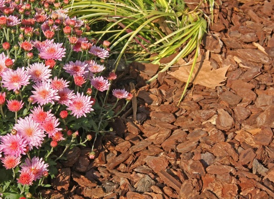 Paillage d'écorces de pin.