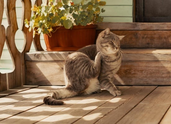 puces de parquet chez nos amis les chats