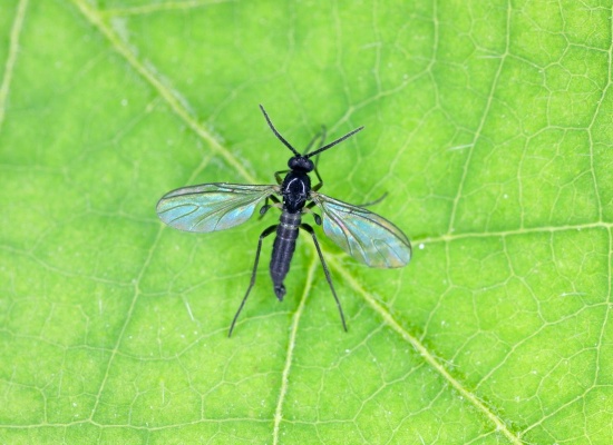 mouche-de-terre-feuille