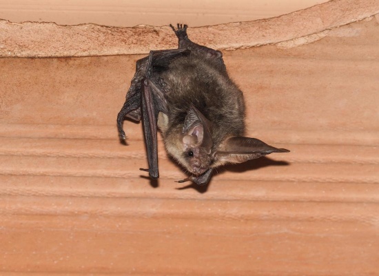 chauve souris dans les combles