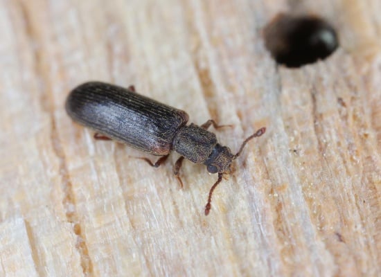 Comment se débarasser du lyctus ?