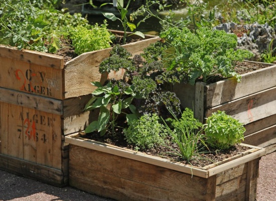 carré potager
