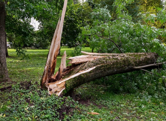 chute d'un arbre dans votre jardin que faire 