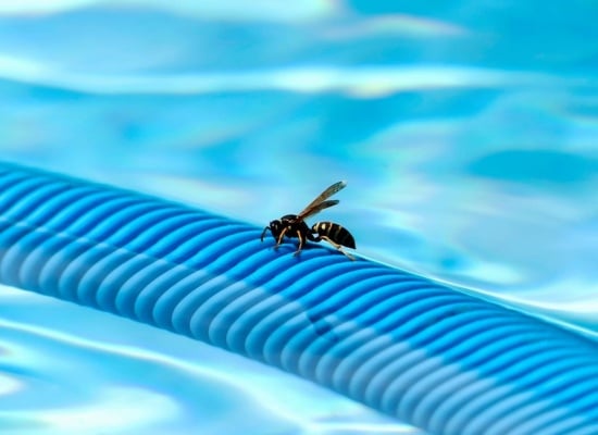 les insectes près de la piscine