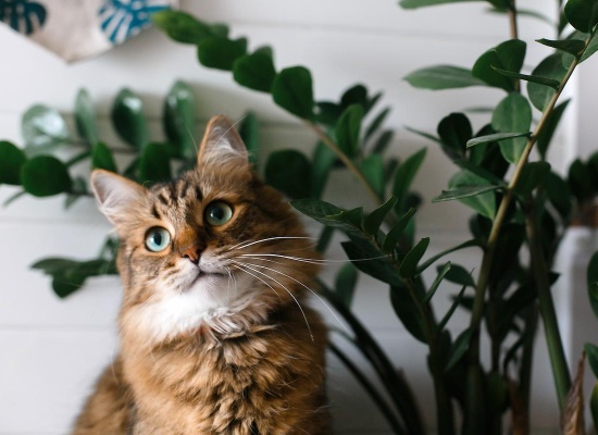 attention plante nuisible pour les chats