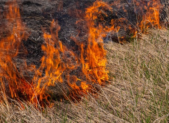 incendie dans jardin