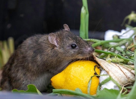 le compost attire les rats
