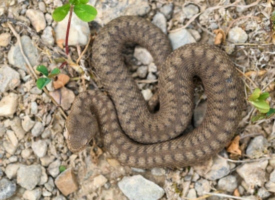 serpent