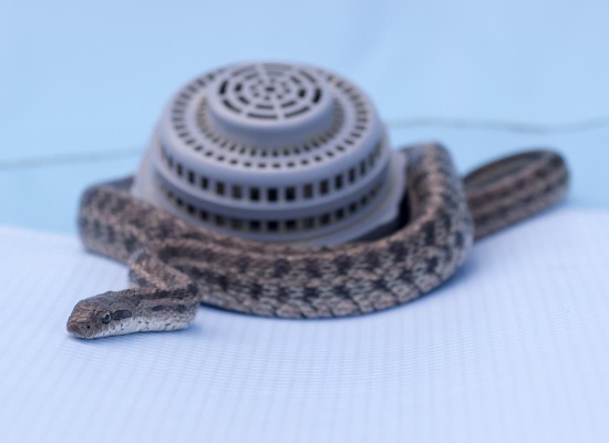 Serpent au fond d'une piscine