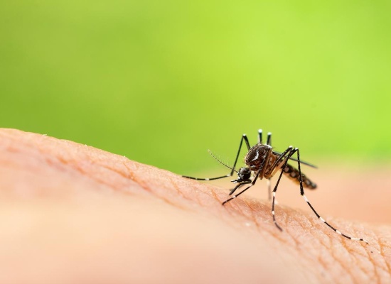 Moustique posé sur la peau 