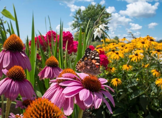 Massif de fleurs vivaces 