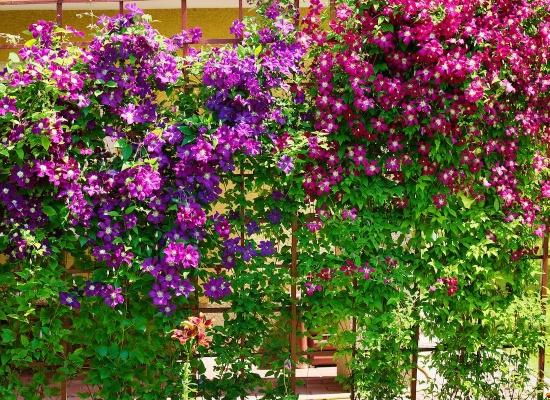 Fleurs de clématite