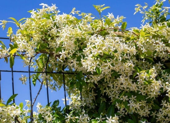 Jasmin qui pousse comme plante grimpante sur une clôture en métal