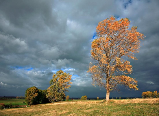 le vent qui souffle sur les arbress