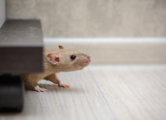 les souris arrivent dans nos maisons à l'automne