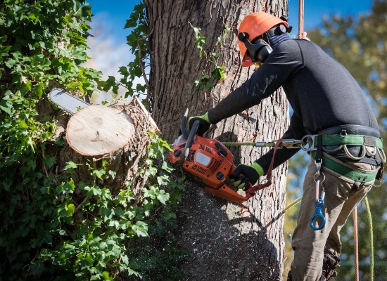 Abattre un arbre dangereux en toute sécurité