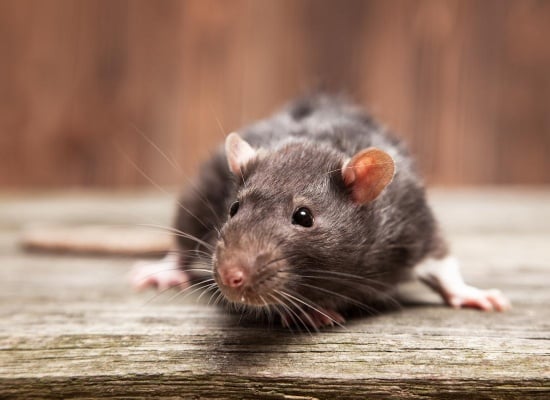 UNE-autome-retour-rats-souris