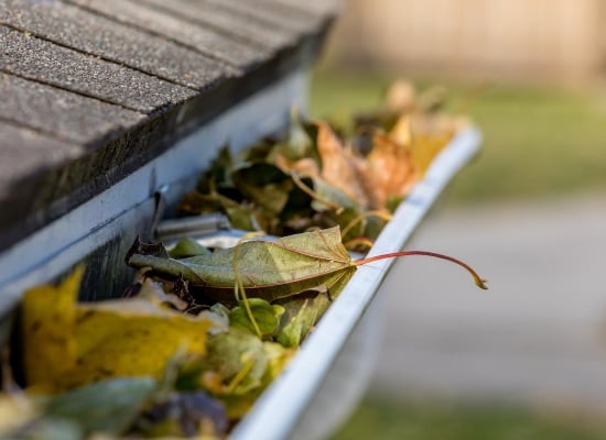 UNE-goutiere-feuilles