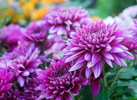 chrysantheme fleurs automnales