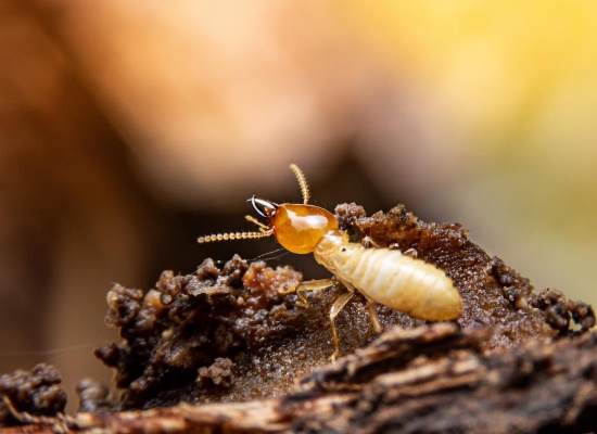 xylophage-termite