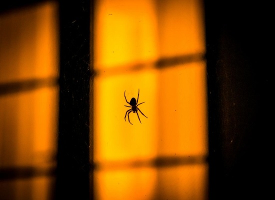 UNE-cachettes-insectes-hiver