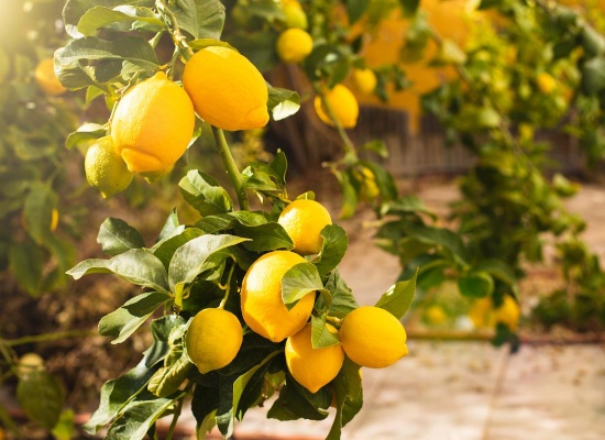 citronnier avec ses fruits