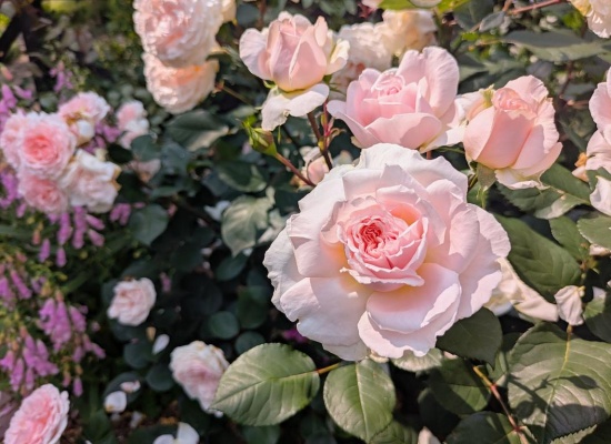 English roses fleuries