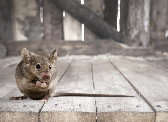 Souris dans un grenier
