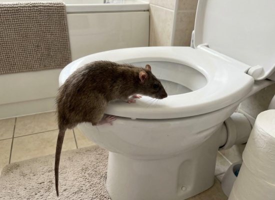 rat qui remonte les canalisations des toilettes