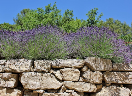 mur-pierre-seche-lavande