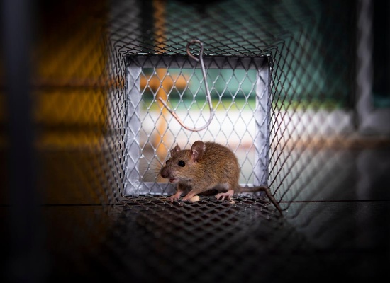 souris prise dans une cage
