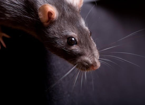 tete de rat