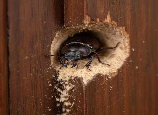 Une- 5 signes invasions xylophage dans votre maison