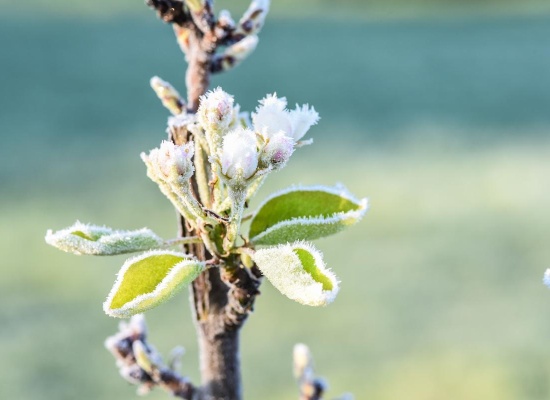 Fleur givrée sur arbre fruitier