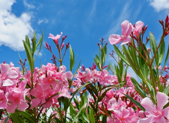 Gros plan fleurs de laurier rose
