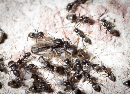 Plusieurs fourmis Tapinoma magnum