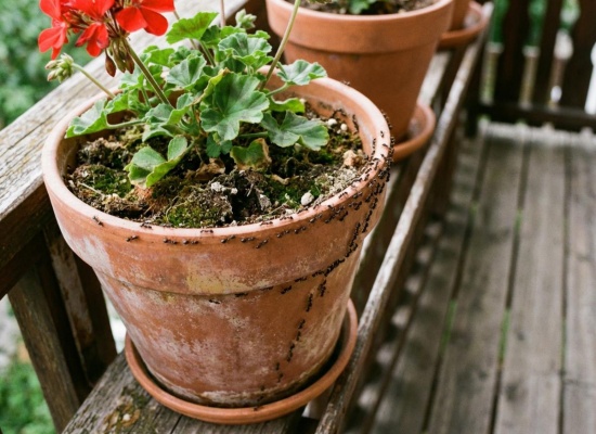 invasion de fourmi dans geranium en pot